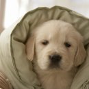 꾸러기동물병원 이미지