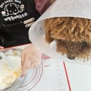 개빵뜯어먹는소리 이미지