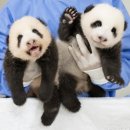 판다스노우 | 🐼 에버랜드 판다가족 방문 후기 │ 판다 자매 루이바오·후이바오 만나기!