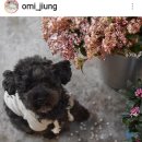 오다주 이미지