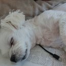 온마음 동물메디컬센터 이미지