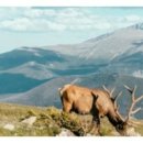 녹용본초원 이미지