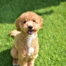 강아지놀이터 - 목포시 연산로159번길 28-1 | 강아지놀이터