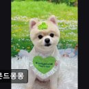 아몬드 몽몽 이미지