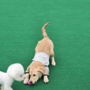 왈가왈부 반려견센터 이미지