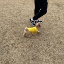 도그맥스