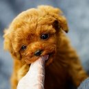 곱슬곱슬 이미지