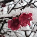 로즈마리 정원 이미지