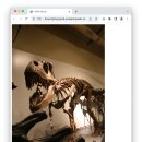 [HTML] HTML 이미지