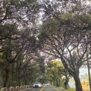 에이스렌트카 | 제주도렌트카 제주공항옆 에이스렌트카 야간대차 후기