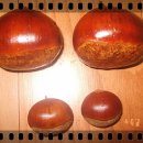 도토리고을 이미지