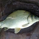 삼괴정낚시터 이미지