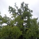 두곡리 은행나무 이미지