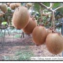 심가네농장 이미지