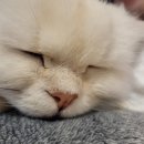 도도한고양이 | 구월동고양이카페 도도한고양이 다녀온 후기