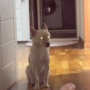 내사랑똥강아지 이미지