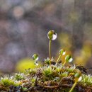 법정스님의 명언 이미지