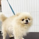 털이몽땅 이미지