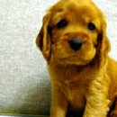 몽이냥이 이미지