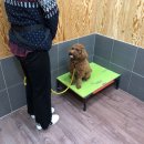 대구애견스쿨 이미지