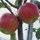 해외 신품종 사과(중생종)의 품종특성 이미지