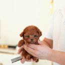 퍼피데일리 이미지