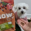 (주)이글벳 | 육수로 한번 더 맛있게 코팅한 이글벳 나우프레쉬 굿그레이비 시니어 반려견 사료 체험단