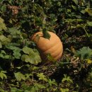 황금들녁 이미지