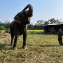 코끼리 | 네팔 치트완 정글 코끼리 관찰 체험기｜정글 코끼리 관찰 후기 &amp; 에코 투어리즘 설명