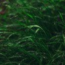 비자림의 아침 이미지