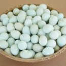 🥚 [청송 백자청계란] 직접 맛보고 키워보는 특별한 파란 알! 🐣