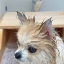 아몬드 몽몽 이미지