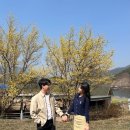 구례목장 | [여행] 구례 가볼 만한 곳 / 지리산 치즈랜드 수선화 + 숲과 브런치 카페 후기 내돈내산