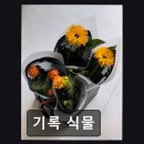 서구-01-37 | [대전 꽃집] 기록 식물 감각적 조합과 친절함 돋보여