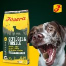 강아지 대통령 이미지