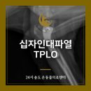 스피츠 | 송도 강아지 십자인대파열 스피츠 TPLO 수술 후기