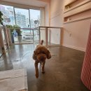 몽그라미펫 이미지