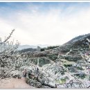 청매실농원 이미지