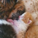 복주경매장 이미지