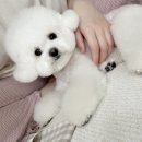 댕빛나 | 2동탄 비숑 미용, 산척동 애견미용 1인샵 &#39;댕빛나&#39; (✔️내돈내산 솔직후기)