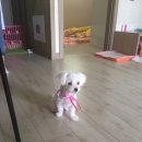 와일드 동물병원 이미지