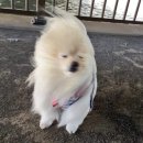 홍