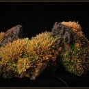 영원초등학교 이미지