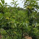 대부농장 이미지