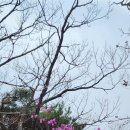 구례 황장산 & 쌍계사십리벚꽃길(2023. 3. 30) 이미지