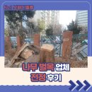나무 | 나무 벌목 업체 전정 후기
