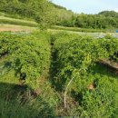 푸르른 농장 이미지