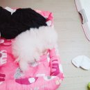 아토펫 이미지