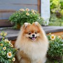 쇼독(Show dog) 이미지