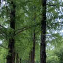 메타세쿼이어길 화장실 이미지